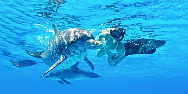 Swim with dolphin 2 5 hour budget trip (3)